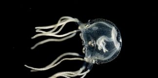 Медузы могут учиться на опыте, хотя у них нет мозга | New-Science.ru Медузы могут учиться на опыте, хотя у них нет мозга | New-Science.ru