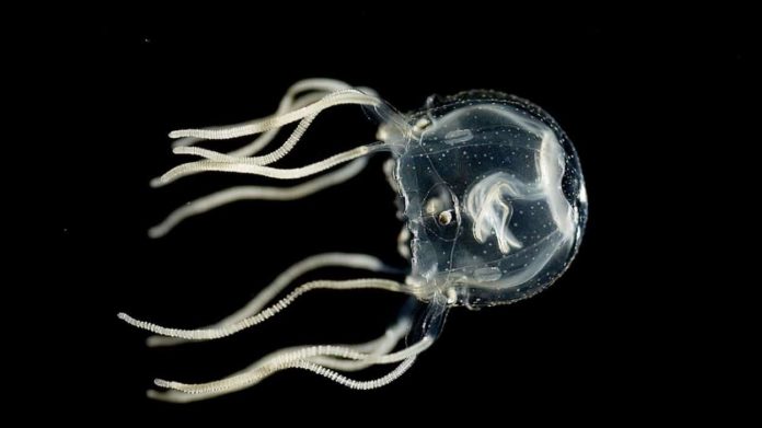 Медузы могут учиться на опыте, хотя у них нет мозга | New-Science.ru