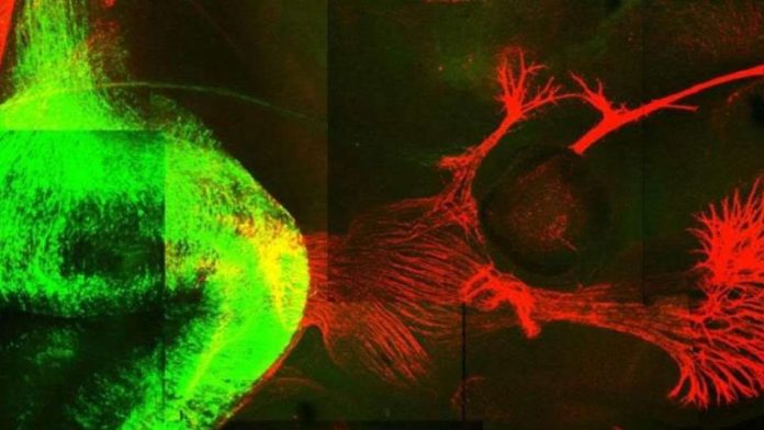 Регенерация нейронов: ученые вернули ходьбу мышам, парализованным после травмы | New-Science.ru