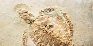 Панцирь черепахи шестимиллионной давности может содержать следы ДНК | New-Science.ru Панцирь черепахи шестимиллионной давности может содержать следы ДНК | New-Science.ru