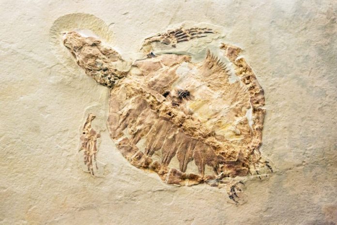 Панцирь черепахи шестимиллионной давности может содержать следы ДНК | New-Science.ru