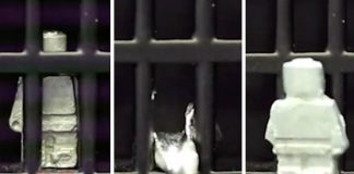 «Жидкий» робот-трансформер из Китая способен пробраться куда угодно «Жидкий» робот-трансформер из Китая способен пробраться куда угодно