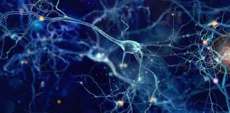 Наконец-то расшифрованы две грани памяти, связанные с прошлым и будущим | New-Science.ru Наконец-то расшифрованы две грани памяти, связанные с прошлым и будущим | New-Science.ru