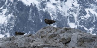 Птичий грипп добрался до Антарктиды | New-Science.ru Птичий грипп добрался до Антарктиды | New-Science.ru