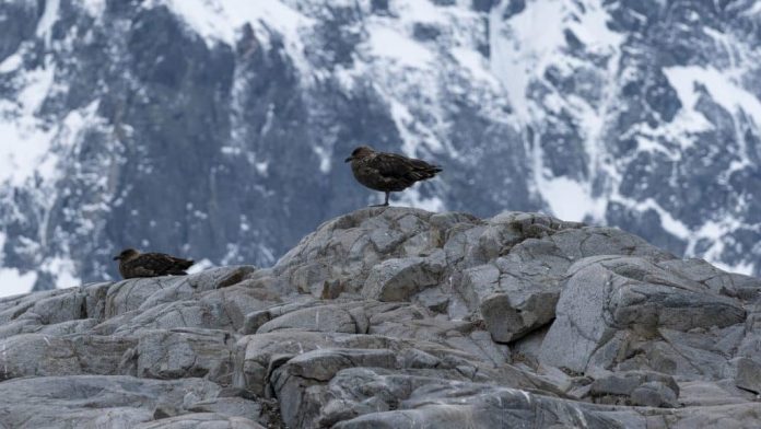 Птичий грипп добрался до Антарктиды | New-Science.ru