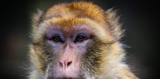 Связь между мозгом и компьютером позволяет обезьяне управлять роботизированной рукой | New-Science.ru Связь между мозгом и компьютером позволяет обезьяне управлять роботизированной рукой | New-Science.ru