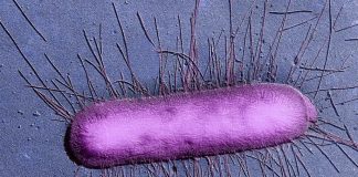 Бактерии хранят «воспоминания» и передают их в течение нескольких поколений | New-Science.ru Бактерии хранят «воспоминания» и передают их в течение нескольких поколений | New-Science.ru