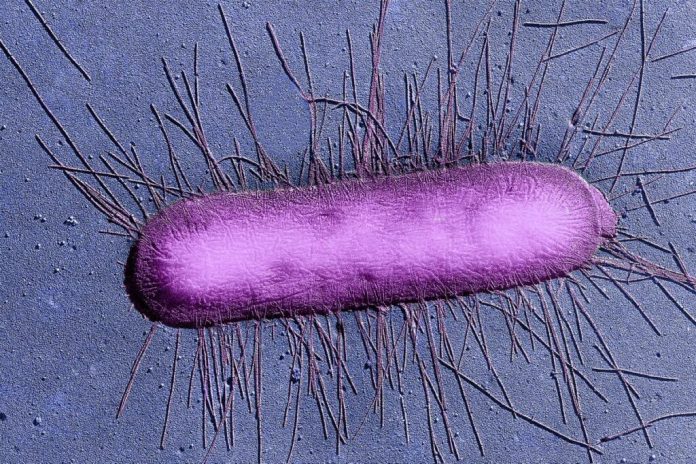 Бактерии хранят «воспоминания» и передают их в течение нескольких поколений | New-Science.ru
