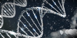 Новый вариант CRISPR обещает точно воздействовать почти на все человеческие гены | New-Science.ru Новый вариант CRISPR обещает точно воздействовать почти на все человеческие гены | New-Science.ru