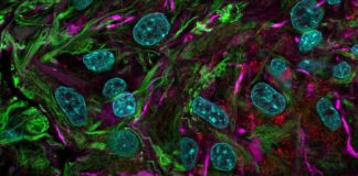 Исследователи разрабатывают «биокомпьютеры» на основе органоидов мозга | New-Science.ru Исследователи разрабатывают «биокомпьютеры» на основе органоидов мозга | New-Science.ru