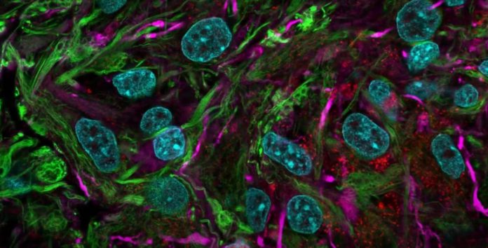 Исследователи разрабатывают «биокомпьютеры» на основе органоидов мозга | New-Science.ru