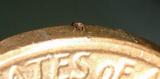 Самые маленькие в мире роботы-крабы движутся за счет эффекта памяти формы Самые маленькие в мире роботы-крабы движутся за счет эффекта памяти формы