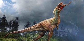 Впервые идентифицировано содержимое желудка тираннозавра | New-Science.ru Впервые идентифицировано содержимое желудка тираннозавра | New-Science.ru