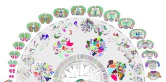 Впервые составлена полная карта мозга мыши, включающая 32 миллиона клеток | New-Science.ru Впервые составлена полная карта мозга мыши, включающая 32 миллиона клеток | New-Science.ru