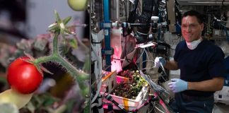 Помидор, который восемь месяцев был потерян на борту космической станции, наконец-то найден | New-Science.ru Помидор, который восемь месяцев был потерян на борту космической станции, наконец-то найден | New-Science.ru