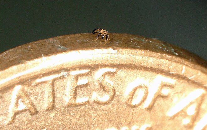 Роботы-крабы