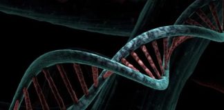 Эволюция менее случайна, чем мы думали, показало исследование | New-Science.ru Эволюция менее случайна, чем мы думали, показало исследование | New-Science.ru