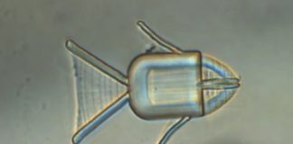 Рыбка-микробот доставит противораковые препараты прямо в опухоль Рыбка-микробот доставит противораковые препараты прямо в опухоль