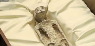 Действительно ли инопланетяне были представлены на мексиканском конгрессе? | New-Science.ru Действительно ли инопланетяне были представлены на мексиканском конгрессе? | New-Science.ru