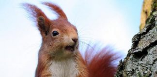 В США планируют создавать боевых роботов по образу обычных белок В США планируют создавать боевых роботов по образу обычных белок