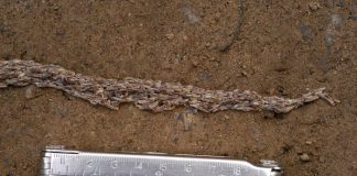 Тайна странного «змеиного червя» на Аляске наконец-то раскрыта после более чем 10 лет исследований | New-Science.ru Тайна странного «змеиного червя» на Аляске наконец-то раскрыта после более чем 10 лет исследований | New-Science.ru