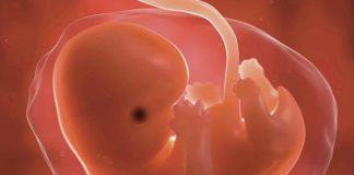 На эмбриональное развитие могла повлиять вирусная инфекция 500 миллионов лет назад | New-Science.ru На эмбриональное развитие могла повлиять вирусная инфекция 500 миллионов лет назад | New-Science.ru