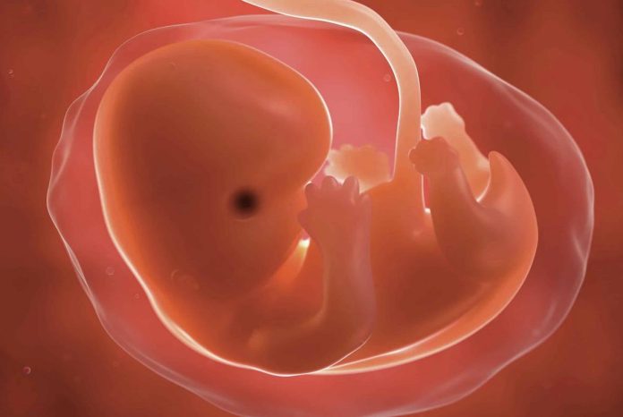 На эмбриональное развитие могла повлиять вирусная инфекция 500 миллионов лет назад | New-Science.ru