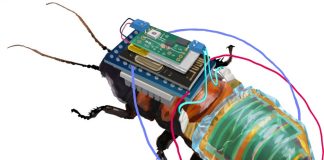 Дистанционно управляемые тараканы-киборги с самозаряжающимися батареями | New-Science.ru Дистанционно управляемые тараканы-киборги с самозаряжающимися батареями | New-Science.ru