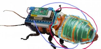 Дистанционно управляемые тараканы-киборги обзавелись солнечными батареями Дистанционно управляемые тараканы-киборги обзавелись солнечными батареями
