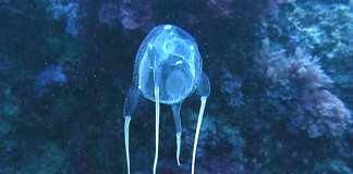 Медуза-киборг произведет революцию в исследовании морского дна | New-Science.ru Медуза-киборг произведет революцию в исследовании морского дна | New-Science.ru
