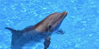 Дельфины-роботы заменят в зоопарках и аквариумах своих живых сородичей Дельфины-роботы заменят в зоопарках и аквариумах своих живых сородичей