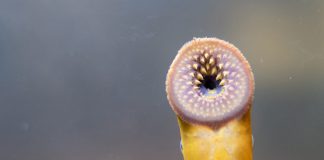 Миноги могут объяснить эволюцию нашей реакции «бей или беги» | New-Science.ru Миноги могут объяснить эволюцию нашей реакции «бей или беги» | New-Science.ru