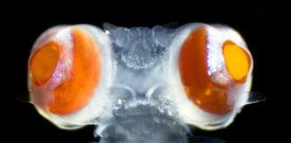 У этого странного морского червя с огромными глазами развилось суперзрение | New-Science.ru У этого странного морского червя с огромными глазами развилось суперзрение | New-Science.ru