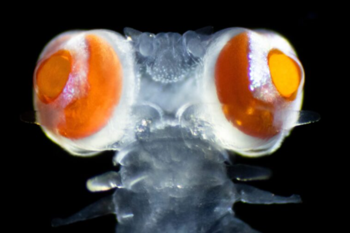 У этого странного морского червя с огромными глазами развилось суперзрение | New-Science.ru