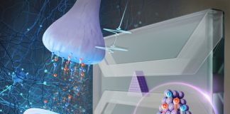 Впервые протестирована компьютерная система, работающая как мозг (с водой и ионами) | New-Science.ru Впервые протестирована компьютерная система, работающая как мозг (с водой и ионами) | New-Science.ru