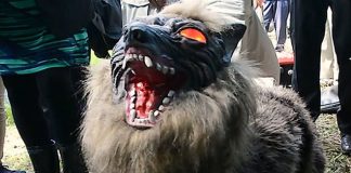 В Японии диких медведей отпугивают жуткими волками-роботами В Японии диких медведей отпугивают жуткими волками-роботами