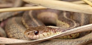 Змеи прошли «зеркальный тест», основанный на обонянии, что говорит о том, что они узнают себя | New-Science.ru Змеи прошли «зеркальный тест», основанный на обонянии, что говорит о том, что они узнают себя | New-Science.ru