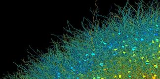 Исследователи Google и Гарварда представили самую подробную на сегодняшний день карту человеческого мозга | New-Science.ru Исследователи Google и Гарварда представили самую подробную на сегодняшний день карту человеческого мозга | New-Science.ru