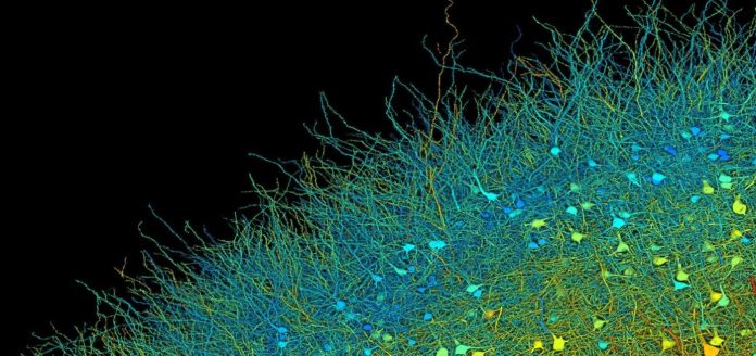 Исследователи Google и Гарварда представили самую подробную на сегодняшний день карту человеческого мозга | New-Science.ru