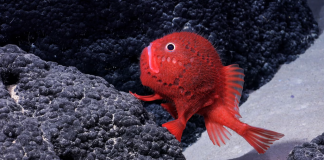 Чили: подводная гора открывает более 100 новых невероятных видов | New-Science.ru Чили: подводная гора открывает более 100 новых невероятных видов | New-Science.ru