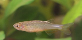 4 рыбки данио, доставленные на китайскую космическую станцию, все еще живы, но демонстрируют признаки дезориентации | New-Science.ru 4 рыбки данио, доставленные на китайскую космическую станцию, все еще живы, но демонстрируют признаки дезориентации | New-Science.ru