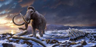 Загадочное событие привело к гибели последних мамонтов на Земле | New-Science.ru Загадочное событие привело к гибели последних мамонтов на Земле | New-Science.ru