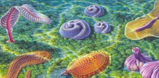 Сложные формы жизни могли появиться на Земле на 1,5 миллиарда лет раньше | New-Science.ru Сложные формы жизни могли появиться на Земле на 1,5 миллиарда лет раньше | New-Science.ru