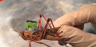 В США создается саранча-киборг, вынюхивающая взрывчатку В США создается саранча-киборг, вынюхивающая взрывчатку