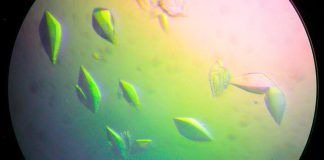 Открытие белка для восстановления ДНК, который может привести к созданию вакцины против рака | New-Science.ru Открытие белка для восстановления ДНК, который может привести к созданию вакцины против рака | New-Science.ru