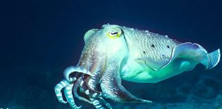 Новая технология камуфляжа, вдохновленная головоногими моллюсками | New-Science.ru Новая технология камуфляжа, вдохновленная головоногими моллюсками | New-Science.ru