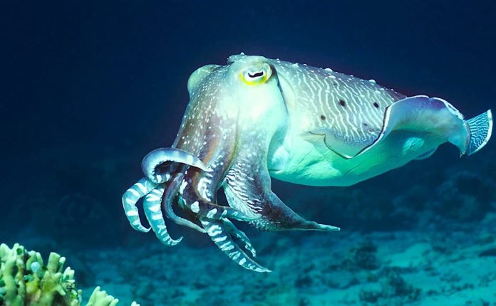 Новая технология камуфляжа, вдохновленная головоногими моллюсками | New-Science.ru