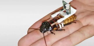 Сингапурские ученые научились создавать кибертараканов в промышленных масштабах Сингапурские ученые научились создавать кибертараканов в промышленных масштабах