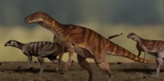 В Австралии обнаружены уникальные следы динозавров возрастом 200 миллионов лет | New-Science.ru В Австралии обнаружены уникальные следы динозавров возрастом 200 миллионов лет | New-Science.ru