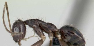 Ученые раскрыли секрет коллективного разума «сумасшедших» муравьев | New-Science.ru Ученые раскрыли секрет коллективного разума «сумасшедших» муравьев | New-Science.ru